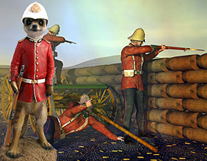 Rorke's Drift Meerkat from Solent Pet Supplies