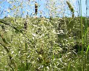 Gosport Fort Brockhurst_34