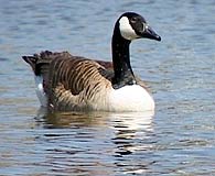 Canada Geese at Walpole Park Gosport 01