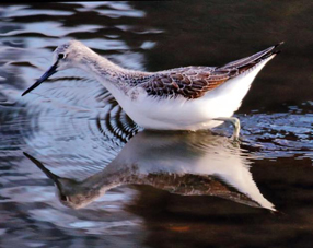 Greenshank