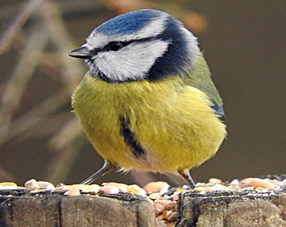 Bluetit