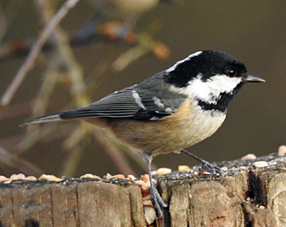 Coaltit