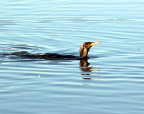 Cormorant