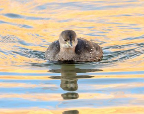 Dabchick