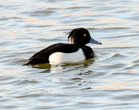 Merganser