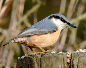 Nuthatch