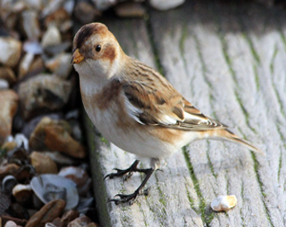 Snow bunting